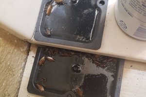 여행자 사진