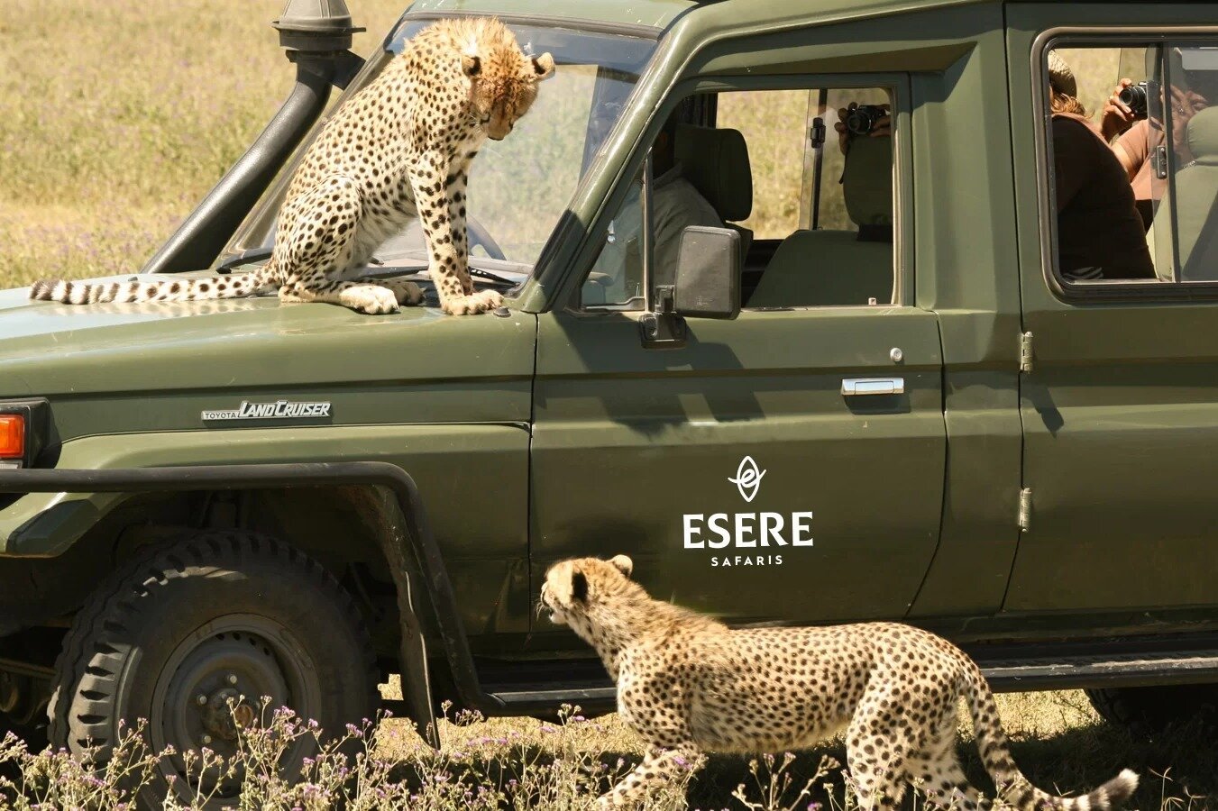 Esere Safaris Arusha Tanzania Address Phone Number Tripadvisor 3215