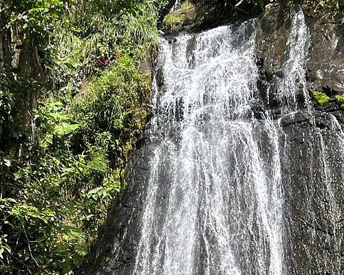 (Private) El Yunque tour - Transportation Included / 7am-12pm or 12pm-5pm