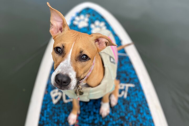 2024 Private Paddle Boarding in Haleiwa with Rescue Dogs