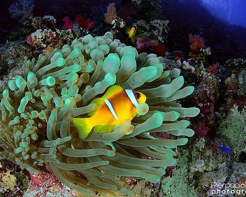 Snorkeling in Mar Rosso: i punti migliori per ammirare la barriera corallina