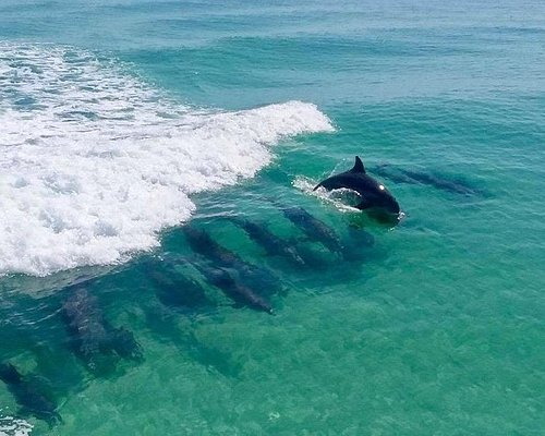 dolphin tours in destin fl