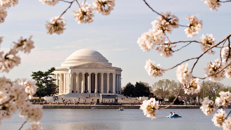 Best Places to See Cherry Blossoms in the US - Thrillist