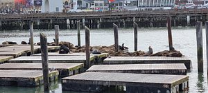 Sea Lions in San Francisco – Aquarium of the Bay