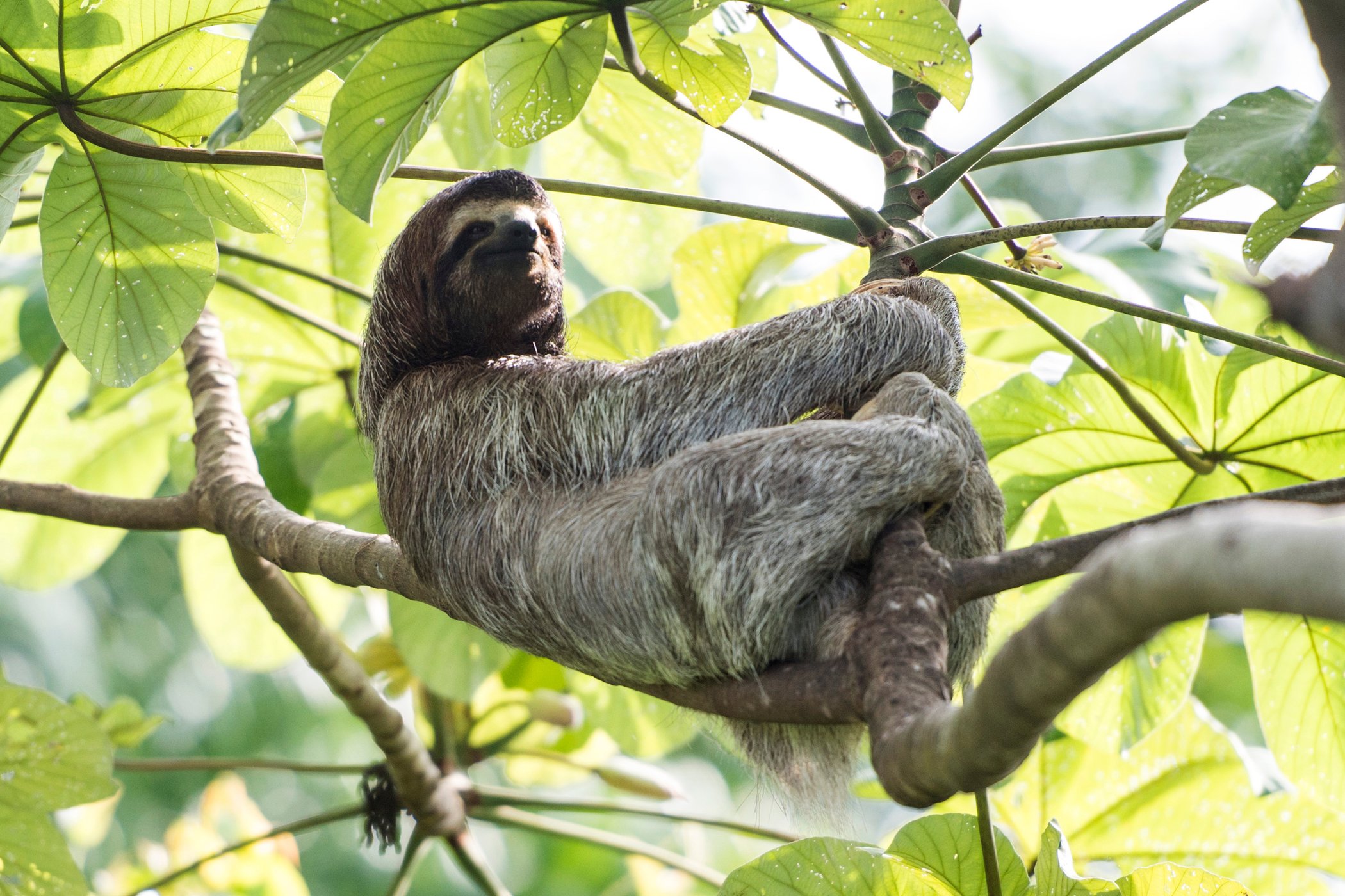 SCP Corcovado Wilderness Lodge by null