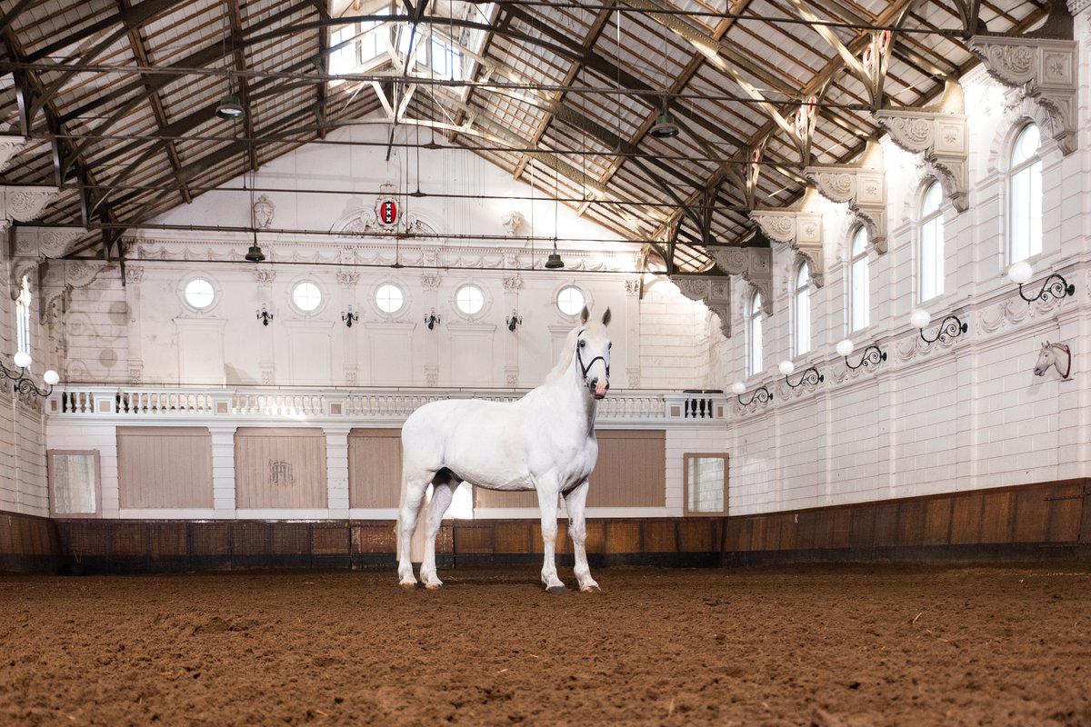 Levend Paardenmuseum De Hollandsche Manege, Амстердам: лучшие советы перед  посещением - Tripadvisor