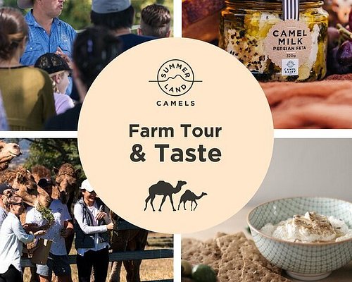 free walking tour gold coast
