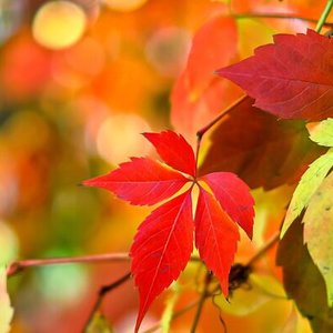 Herfst