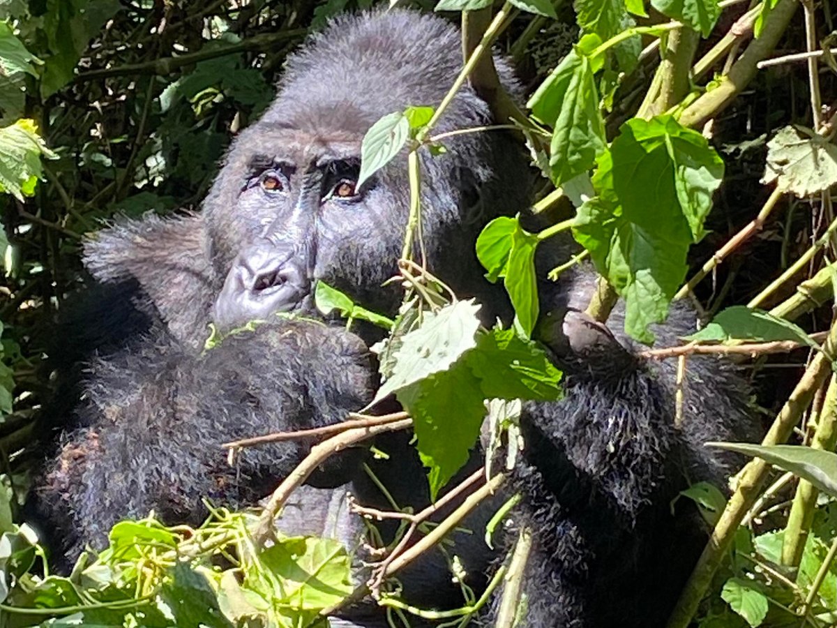 Congo Tourism Gate CTG, Goma: лучшие советы перед посещением - Tripadvisor