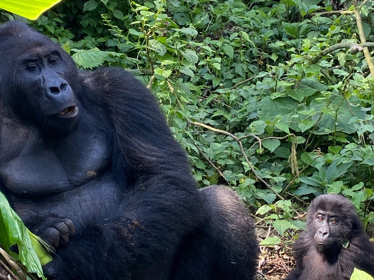 Congo Tourism Gate CTG, Goma: лучшие советы перед посещением - Tripadvisor