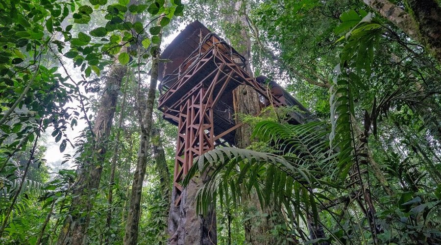 TREE HOUSE 