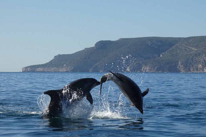 THE 5 BEST Sesimbra Dolphin & Whale Watching Tours (2024)