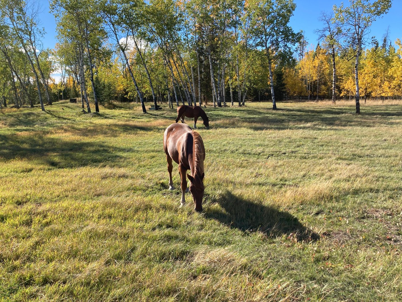 little-horse-lodge-70-mile-house-canad-56-fotos-e-avalia-es