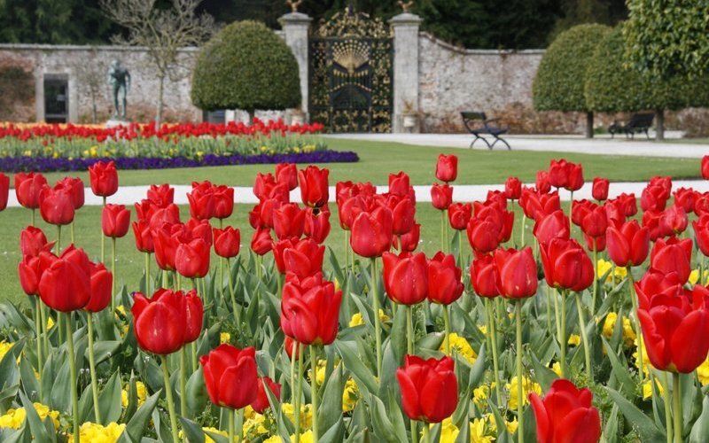 Tulips in the Walled Garden.