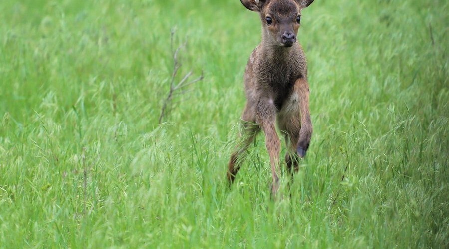 Japanese Sika Fawn