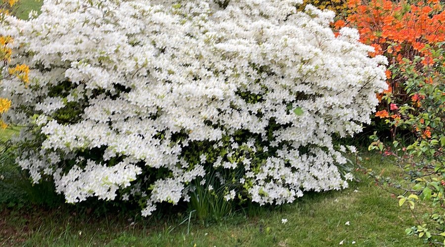 Azalea