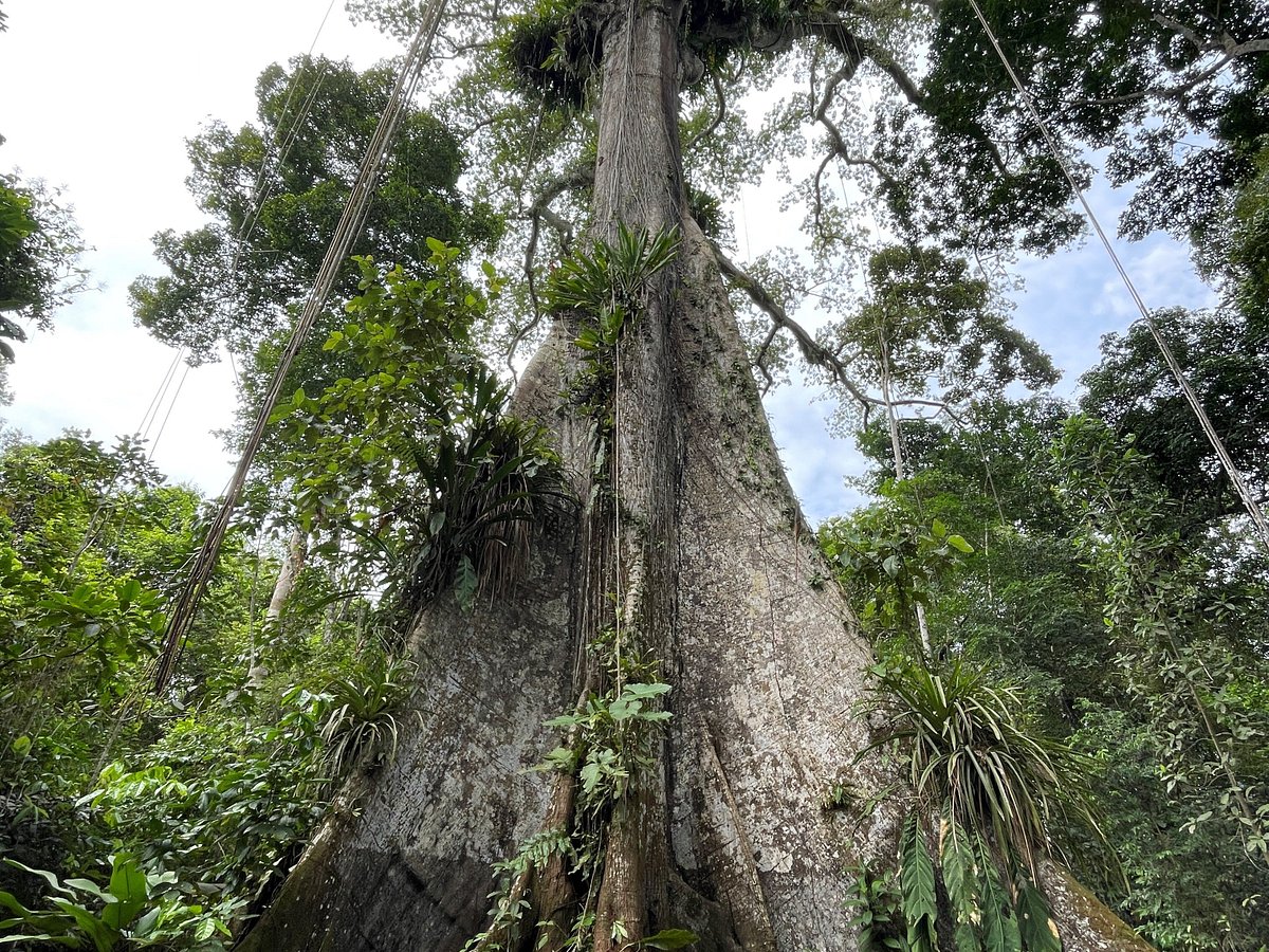 Amazon Capinuri Expeditions (Iquitos) - Qué SABER antes de ir (ACTUALIZADO 2024) - Tripadvisor