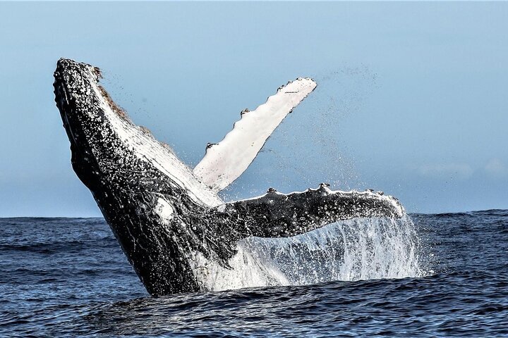 2024 Private Tour: Whale Watching Shared Boat Trip from Cape Town