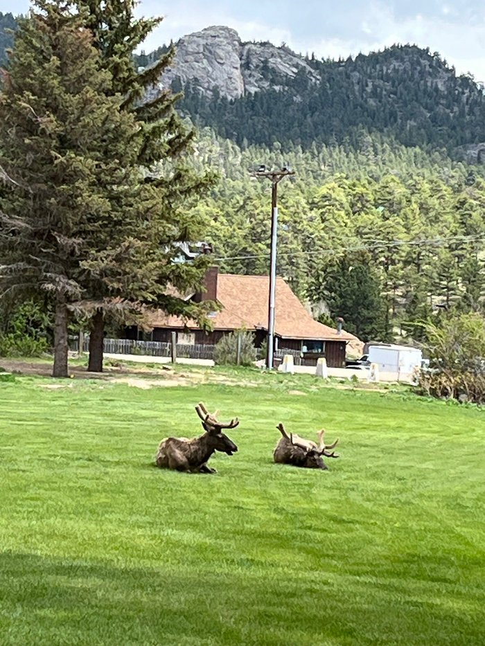 Escape to the Wild: Your Adventure Awaits at Colorado Elk Meadow Lodge & RV Park