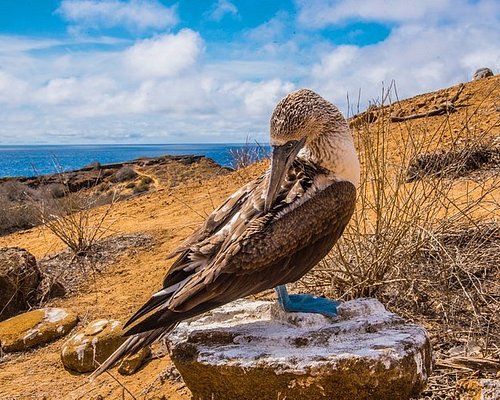 eco trips to galapagos islands