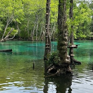 are dogs allowed at ponce de leon springs