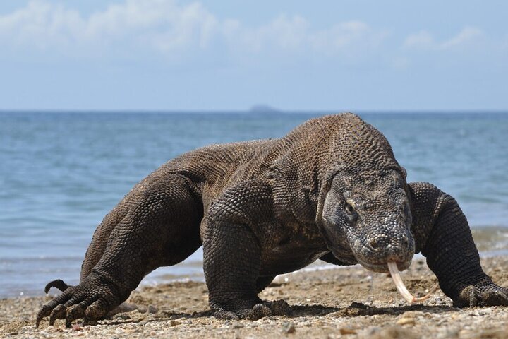 Finally met the majestic yet terrifying Komodo Dragons! Indonesia