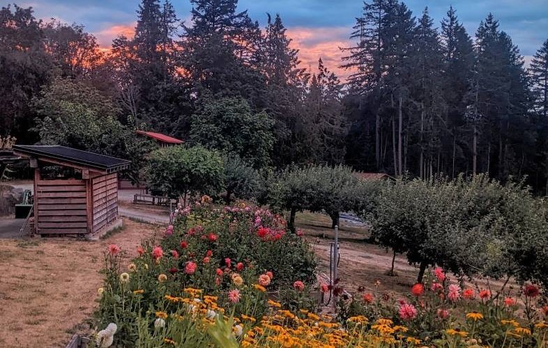 Morning view over the flower beds. 
