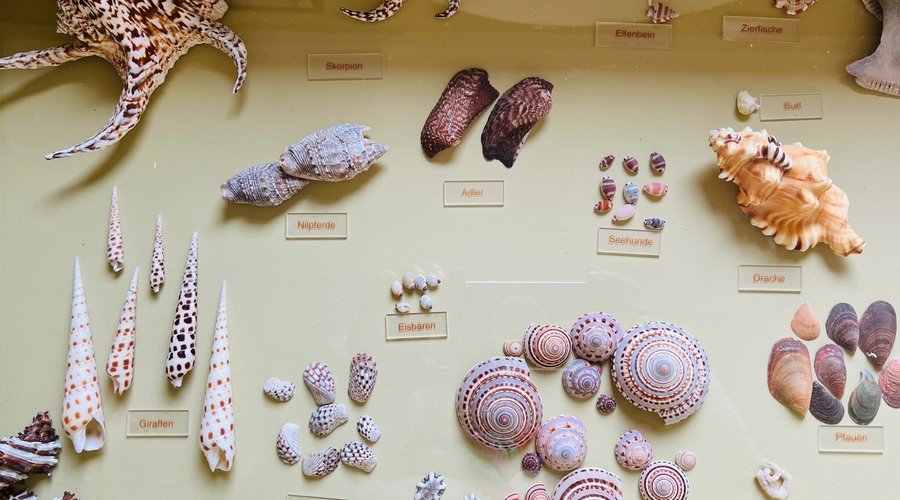 Sehr hübsches kleines Museum mit Muscheln aus aller Welt mit Schwerpunkt Südostasien. Auch für Kinder interessant!