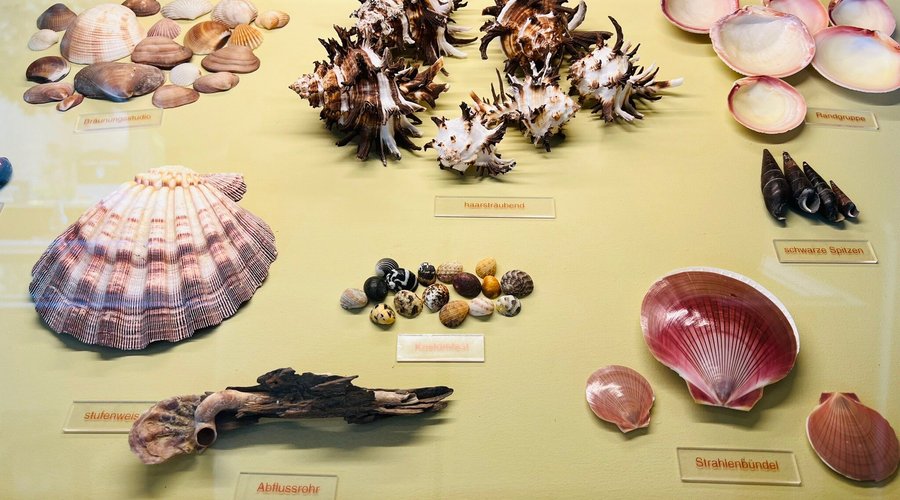 Sehr hübsches kleines Museum mit Muscheln aus aller Welt mit Schwerpunkt Südostasien. Auch für Kinder interessant!