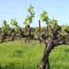 Winery Event Planner