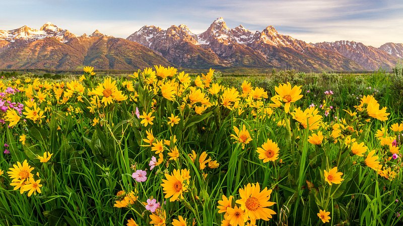 Flowers and the Teton Mountain Range, Wyoming