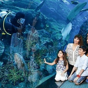 Dubai Aquarium & Underwater Zoo - All You Need to Know BEFORE You