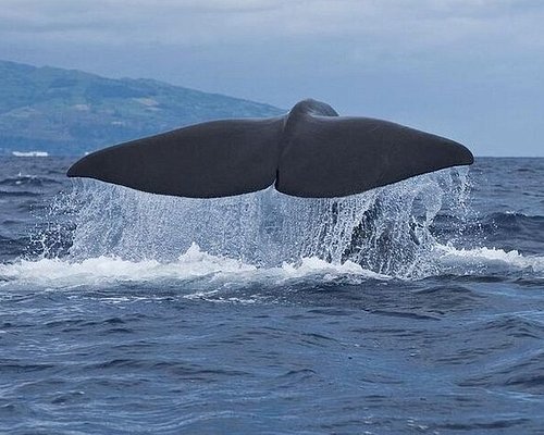 azores dolphin tours