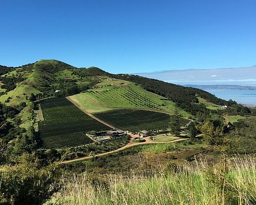 vineyard tours waiheke