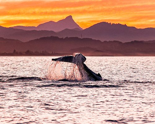 The BEST Byron Bay Dolphin & whale watching 2023 - FREE