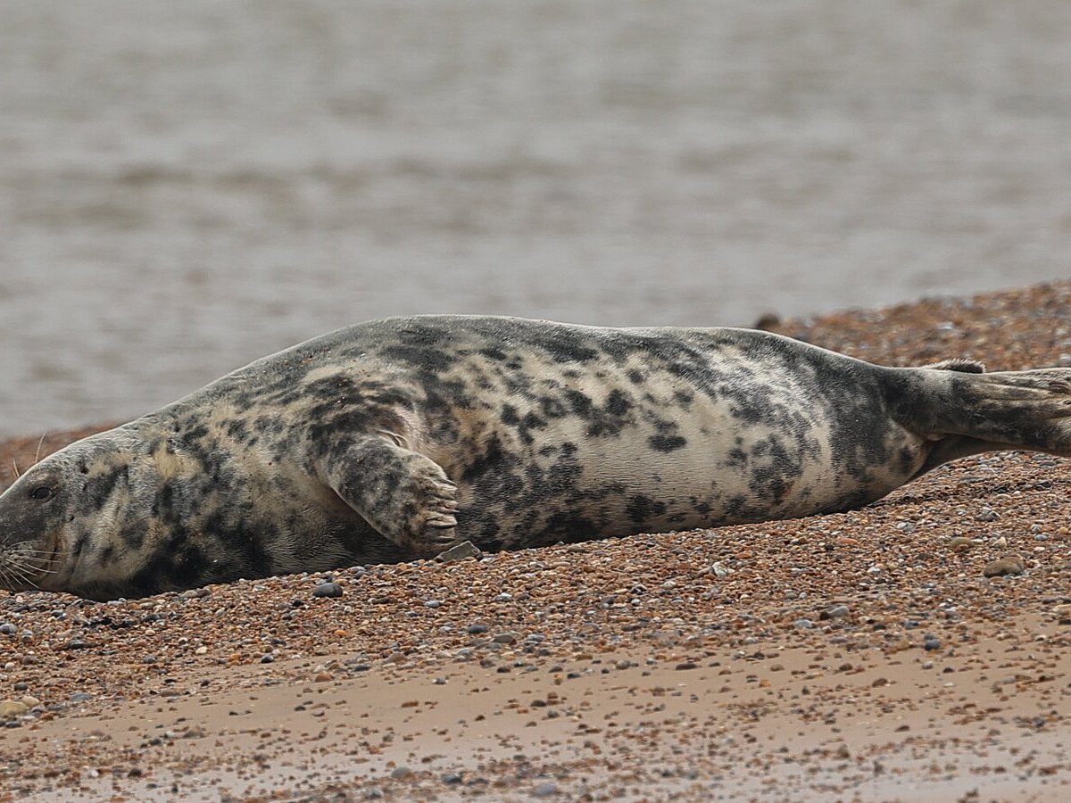 blakeney seal trips reviews