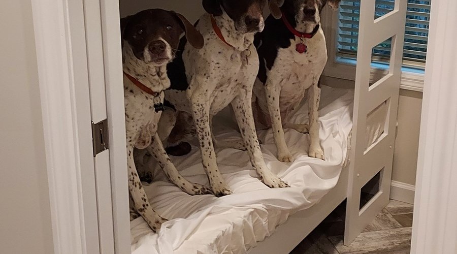 we are pet friendly