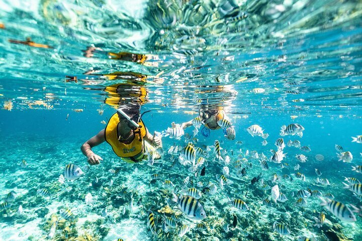 swim with sea turtles cancun