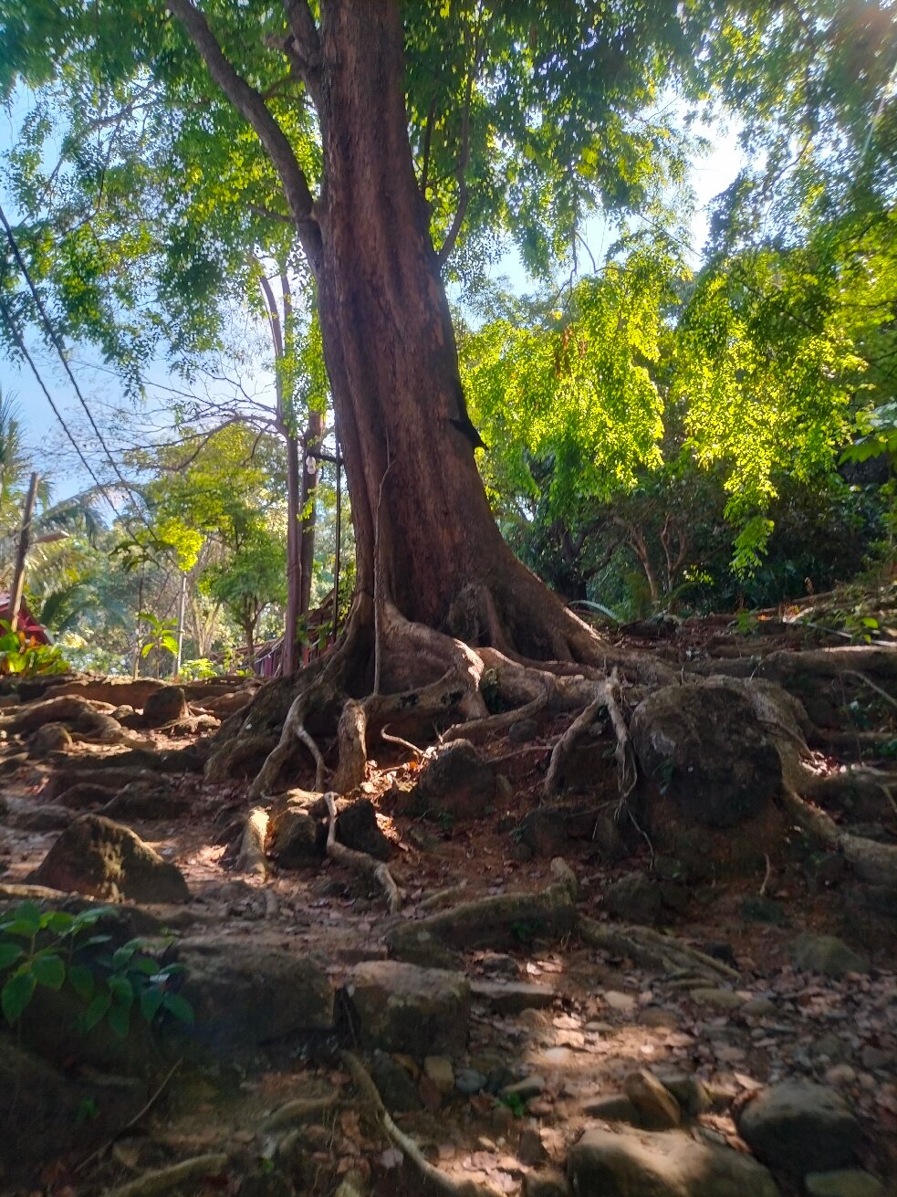 Simukut Place (Pulau Tioman, Malaisie) - Tarifs 2024