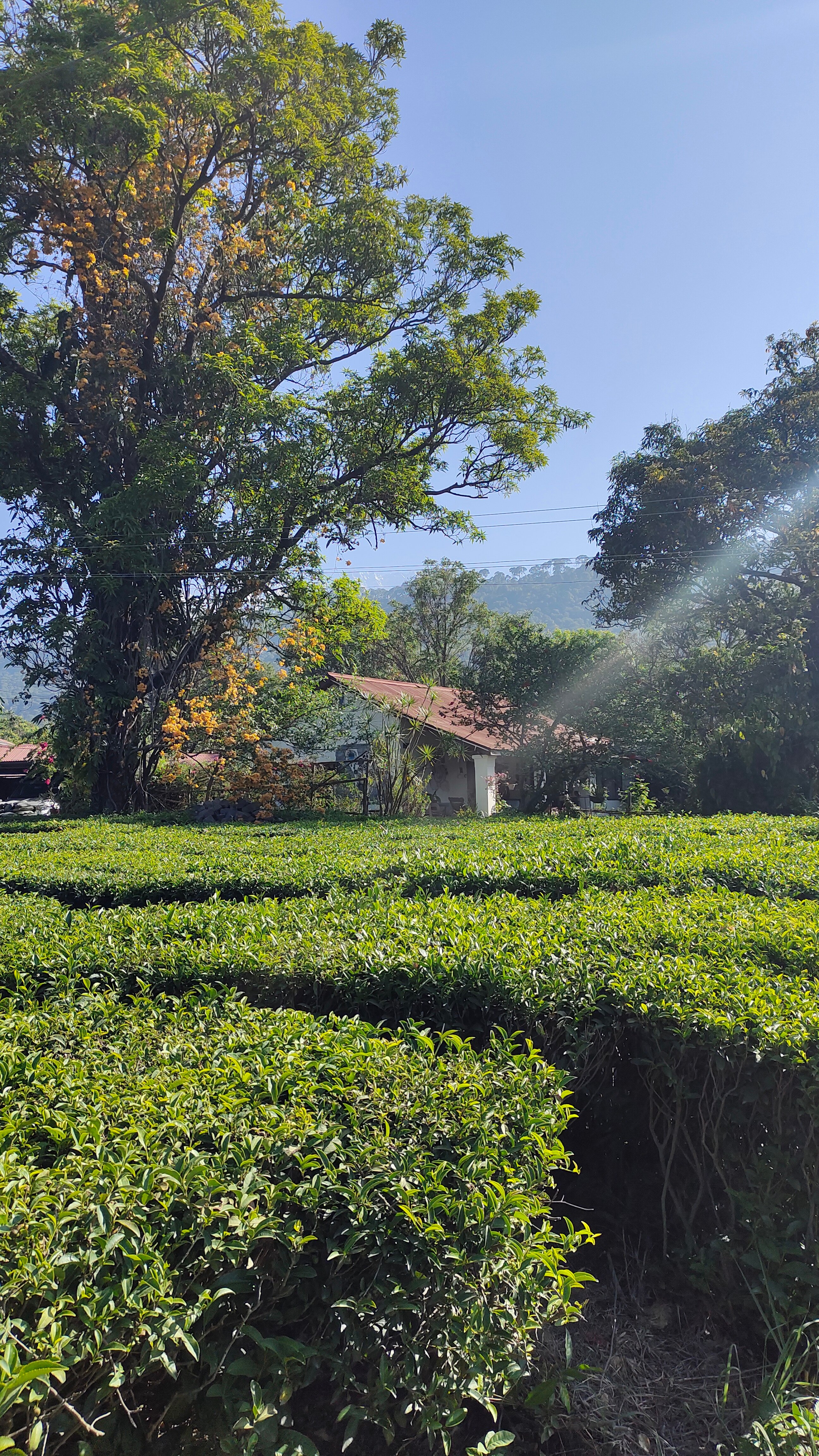 DARANG TEA ESTATE - Updated 2023 (Kangra, India - Himachal Pradesh)