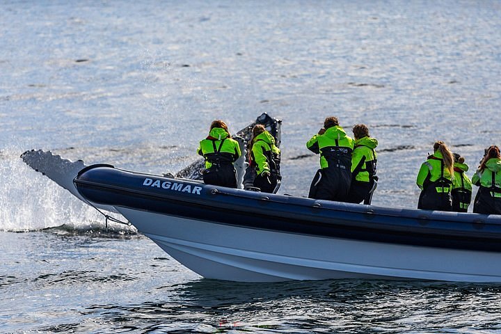 rib boat tours reykjavik