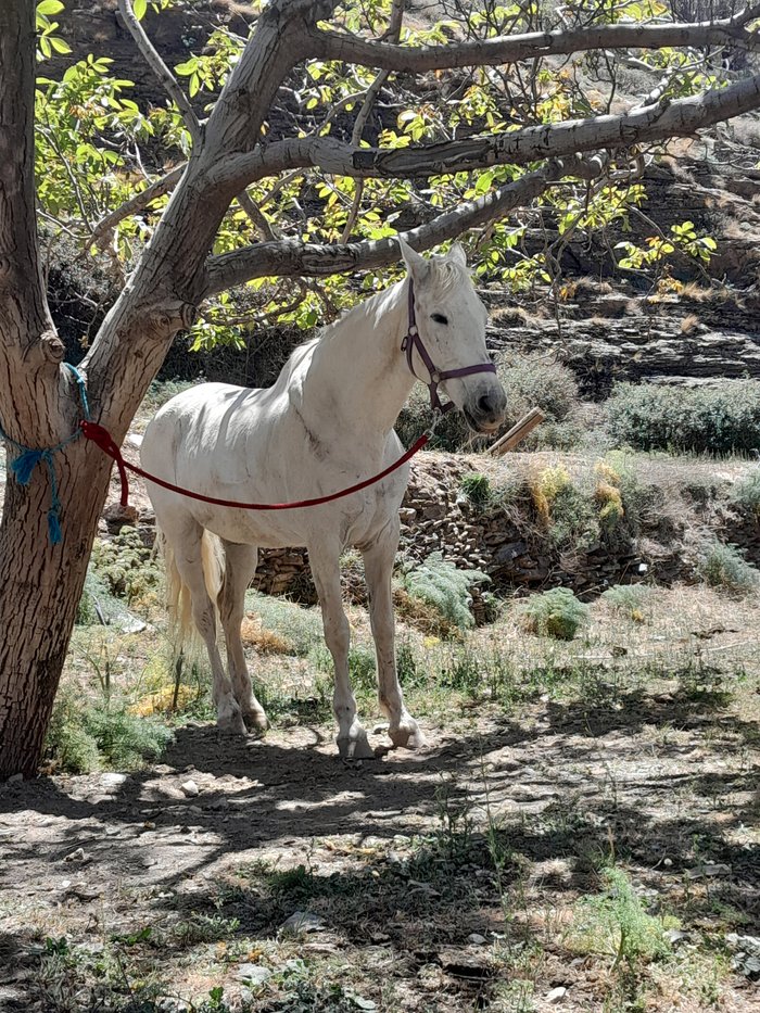 Imagen 22 de Caballo Blanco Horse Riding