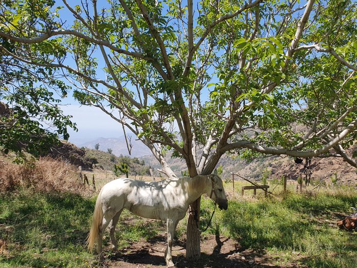 Imagen 16 de Caballo Blanco Horse Riding