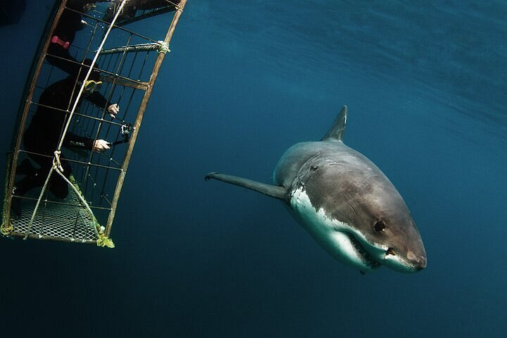Bahamas Shark Diving: Tiger Shark - Eco Dive Center :: LA's SCUBA  Headquarters