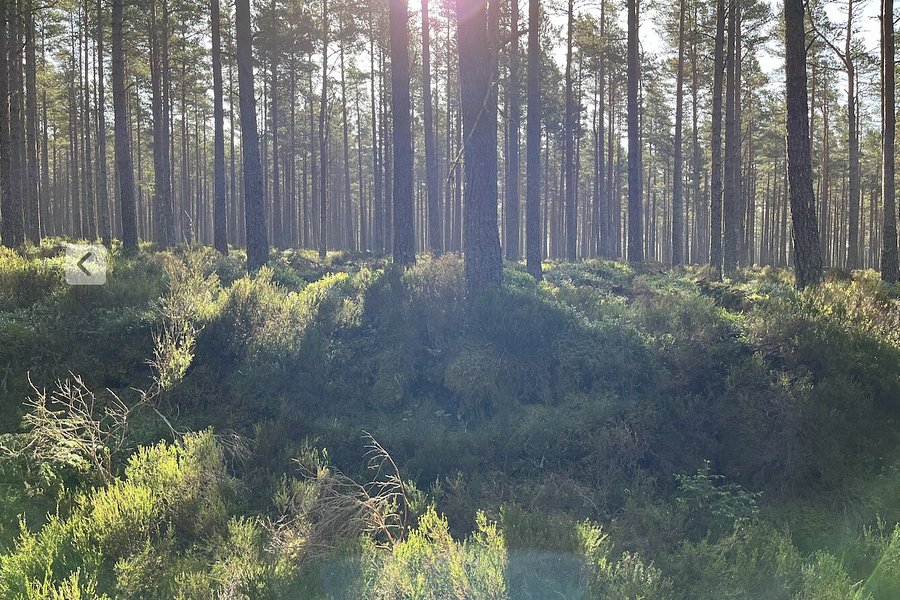 wildlife safari cairngorms