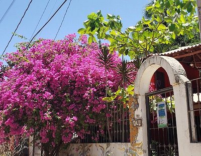 La Venenosa Cuastecomate - CASA ENDEMICA