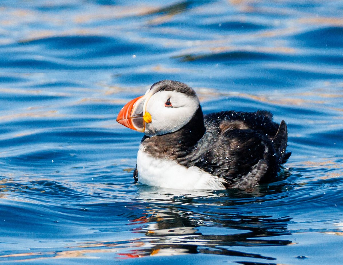 Getting 'Puffed' up about Puffins – Cruise Traveller