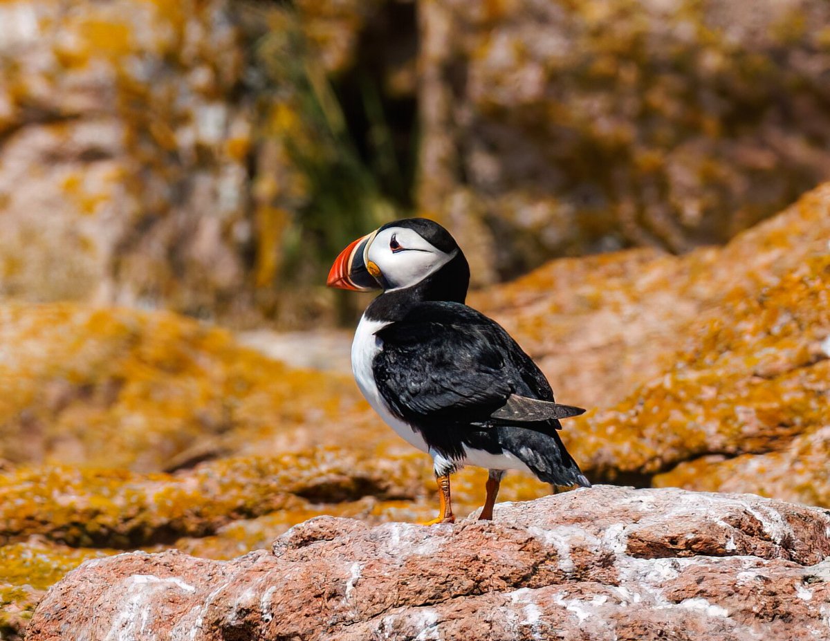 Getting 'Puffed' up about Puffins – Cruise Traveller