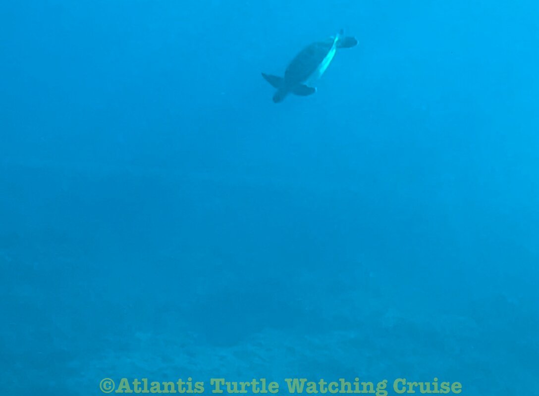 Atlantis Turtle Watching Cruise, Пафос: лучшие советы перед посещением -  Tripadvisor