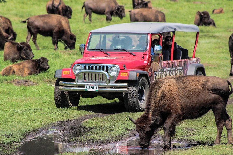 buffalo safari jeep tour discount code